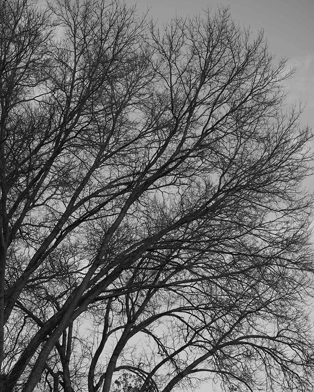 #tree #baretrees #stillwinter #blackandwhitephotography #blackandwhite #monochrome #olympuspenf #olympusinspired #mzuiko1240mmf28pro #microfourthirds #mirrorless #silhouette #bnw #nature #olympususa #mft #microfourthirdsgallery