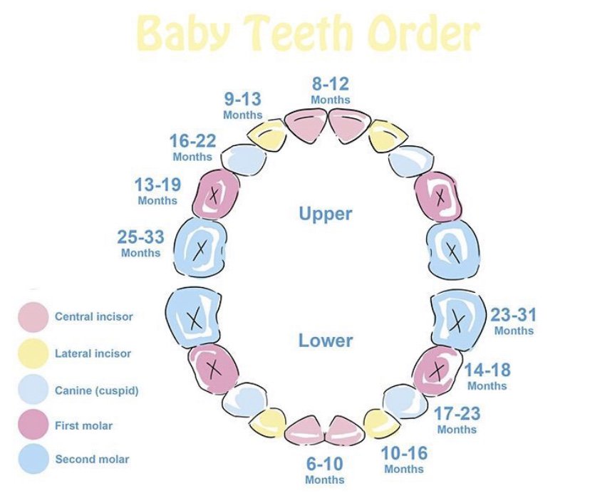 Order Teeth Come In Chart