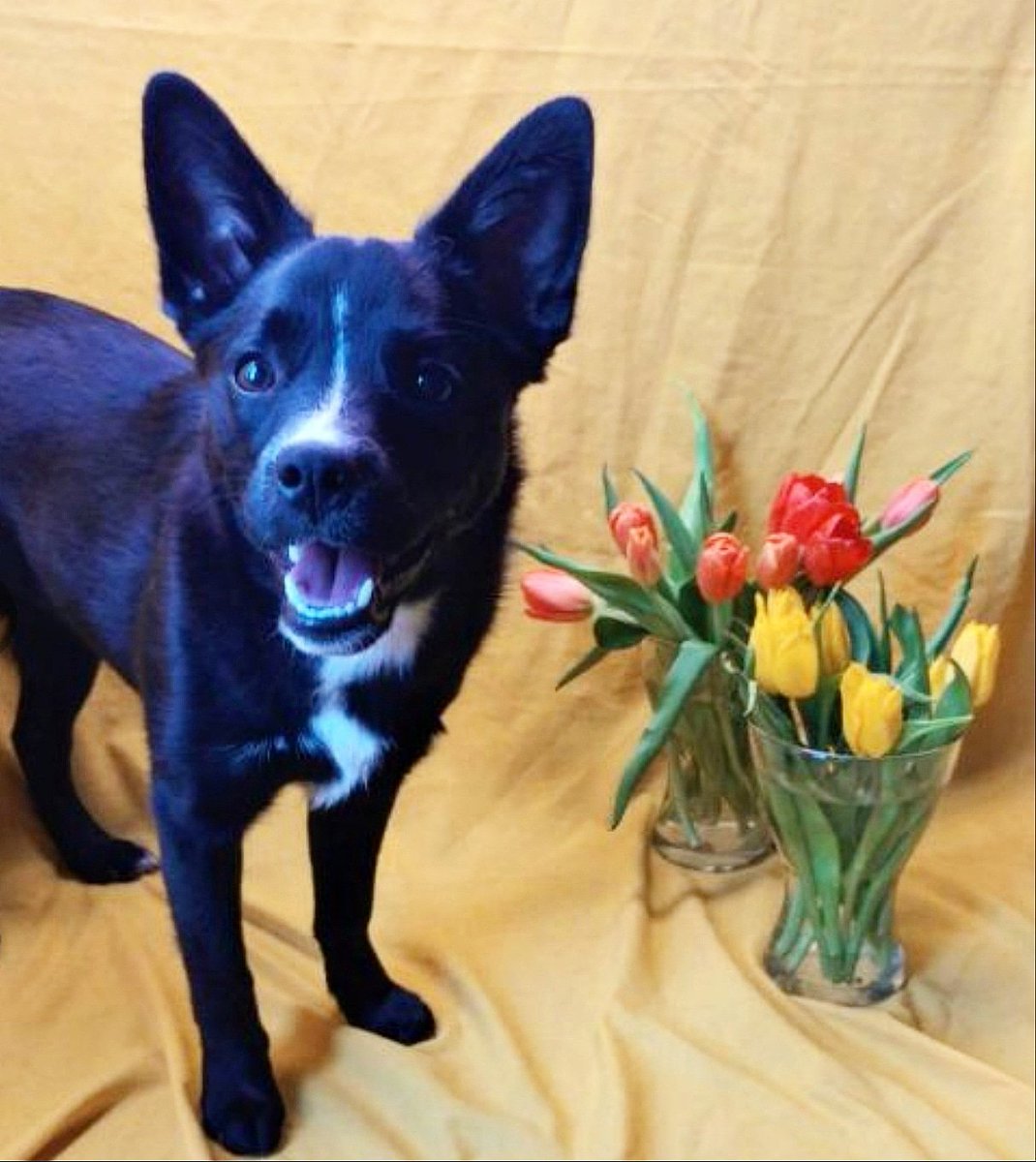 matsandmuttsldn's tweet photo. If you're looking for a furry companion then check out @pawsuniteddogrescue for more info on pups like Jazmyn! Come and meet adorable pups like this at Mats & Mutts doggy yoga on March 31st! #matsandmutts #LdnOnt #yoga #ldnontevent #dogadoption https://t.co/G9mXtNtmeo