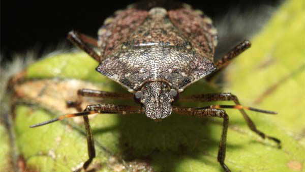 Polar vortex may have killed 95 percent of invasive stink bugs, researchers say http://bit.ly/2DQotSw
