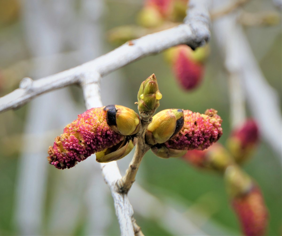 johnnykelphead's tweet photo. #buddingTrees had some snow today but #nature is going ahead with the new leaf agenda. #climatechange Of course when I stopped to check out the tree, a mating pair of raptors flew out that I did not see, perched 10 feet away. #spring #February #trees https://t.co/L3EUGBErdP
