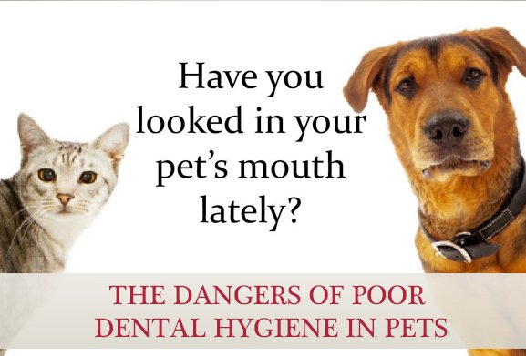 MVVeterinary510's tweet photo. #PetUltrasound #PetUrgentCare #DentalCare https://t.co/UFLymx4HDm