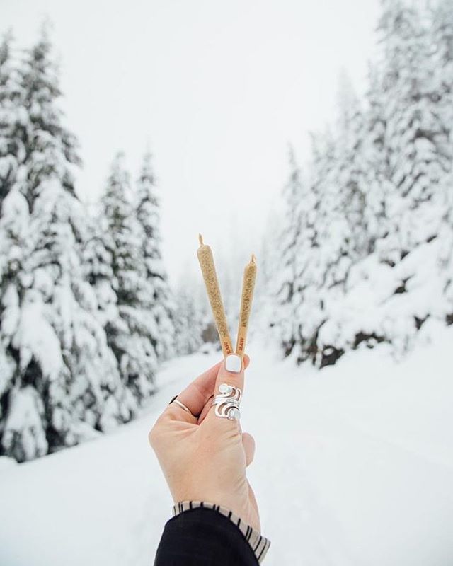 Beautiful shot from <a href="/imcannabess/">Bess Byers</a> Deliveries going out this week to <a href="/thereef/">thereef</a>.stores in Bremerton •
•
•
•
•
#OMMF #ommfarm #olympicmountainmanfarm #WAgrown #benzofarms #pnwstoners #pnw #portangelesstoners #washingtonstoners #weed #cannabis #mmj #su… bit.ly/2Gwi1DS