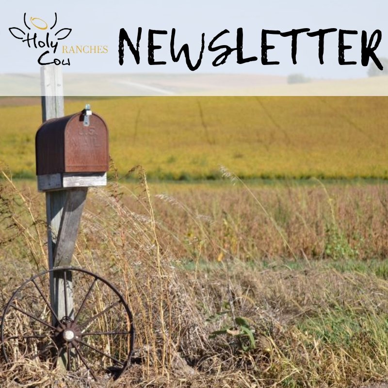 HolyCowRanches's tweet photo. Did you receive our Newsletter this weekend??

If not sign up here! https://t.co/rlNFVagsd8

#HolyCowRanches https://t.co/BK3EF53Tt6