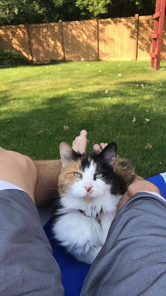 ddofinternet's tweet image. Rest In Peace to my 18 year old cat Cupcake. This is the most painful thing I’ve ever experienced.