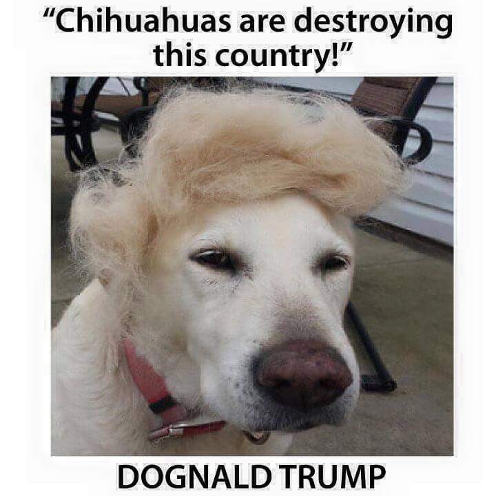 Tierradanimales's tweet image. #HumorPerruno