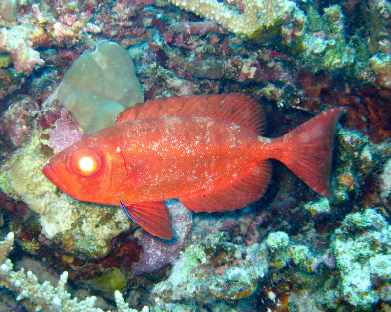 MyAquariumDepot's tweet photo. Squirrelfish by Mathias Apitz (München) License = Attribution-NoDerivs 02.18.2019
#aquascape #fishtank #fish
#reefporn #zoanthids #reefpack
#snails #hermit #reef #ocean
#cyano #redslime #nuisancealgae
#saltwaterfish #reeftank #sea https://t.co/DE6mRVfWsp https://t.co/c64sR8Ueqs