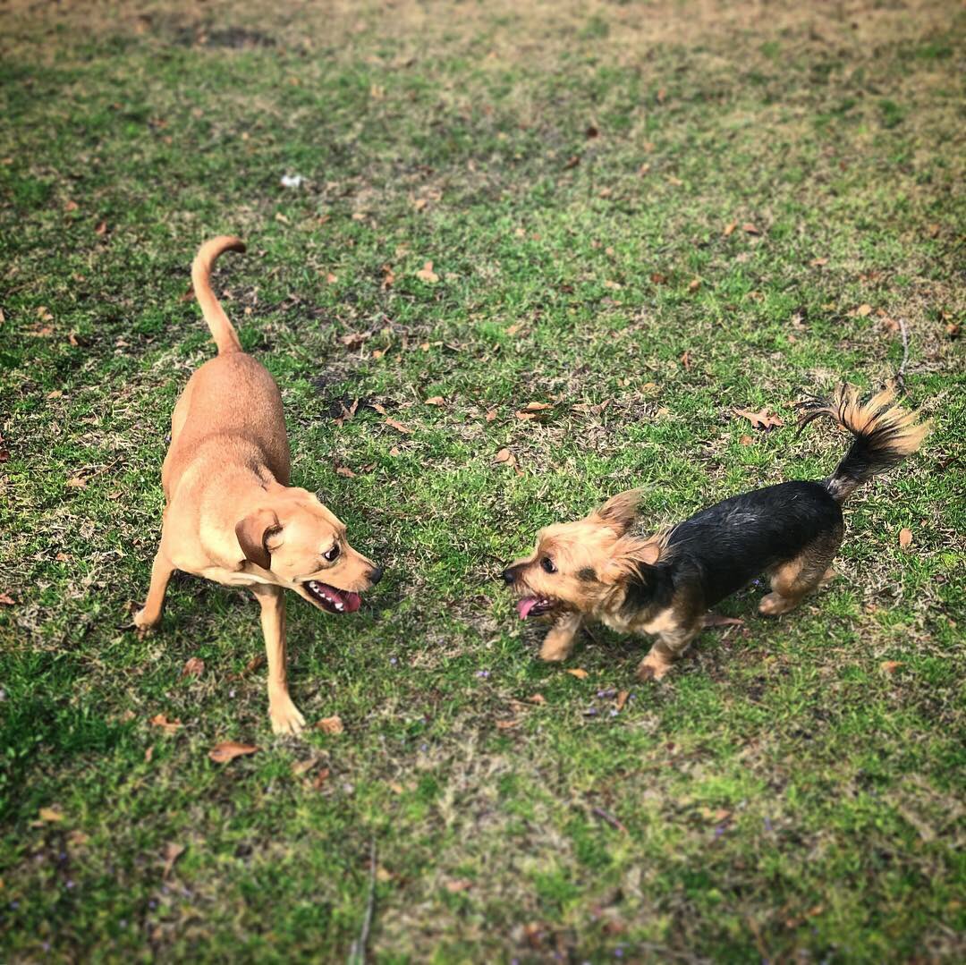 HangwithHenry's tweet photo. All smiles hanging out with my new furends today! #Dogpark #puppyplay #yorkiesofinstagram #greatday #dogparkfun #Furends #Dogplay #happydogs #PresidentsDayWeekend #perfectday #foryou #daylikethis #cutedogs #dogsofinstagram https://t.co/5HVyNrecIM
