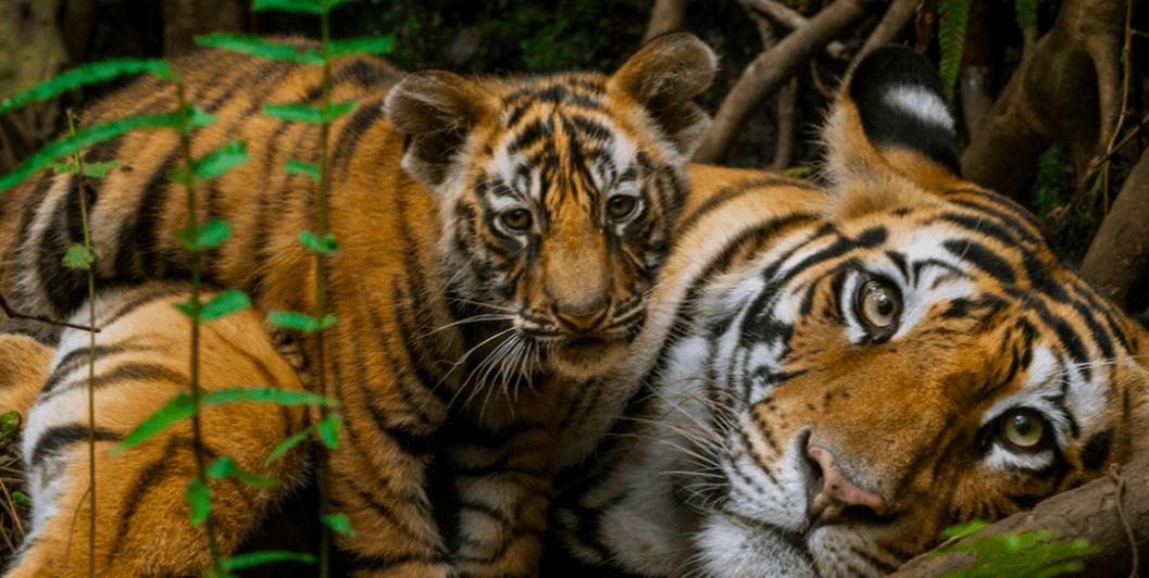 DailyHiveVan's tweet photo. Win four tickets to see Nat Geo Live! in #Vancouver at The Orpheum via @VanCivicTheatre &amp; @DailyHiveVan 🐅 RT to enter! https://t.co/hWXRi6SO1O #sponsored https://t.co/mdzGS0oT9L