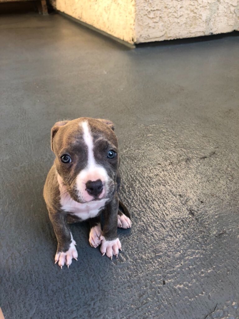 dog_rates's tweet photo. This is Dina. She got her first shots at the vet today. Needle-less to say she’s pretty pupset with you. Thinks a hug would help though. 12/10 https://t.co/Ap8edAMCkc