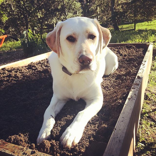 gojogojo's tweet photo. Who planted that Labrador?!? Not me Sirree! But wait, there was that time I put him in the flowerpot 😆
#labradorinthegarden #jackthelab https://t.co/QMBQ8ab1cO https://t.co/b4Sq9wUhLy