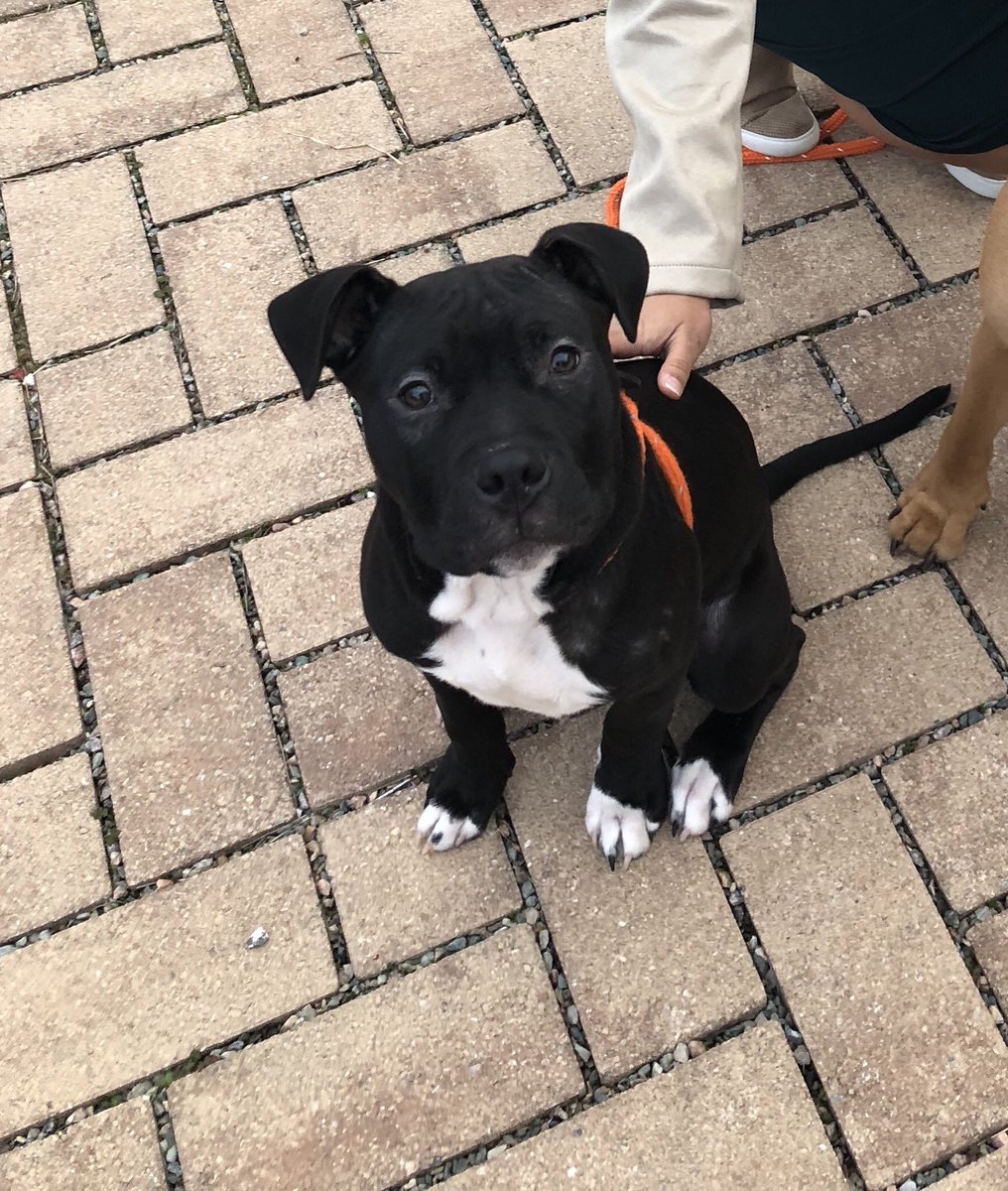 puppy playgroup petsmart