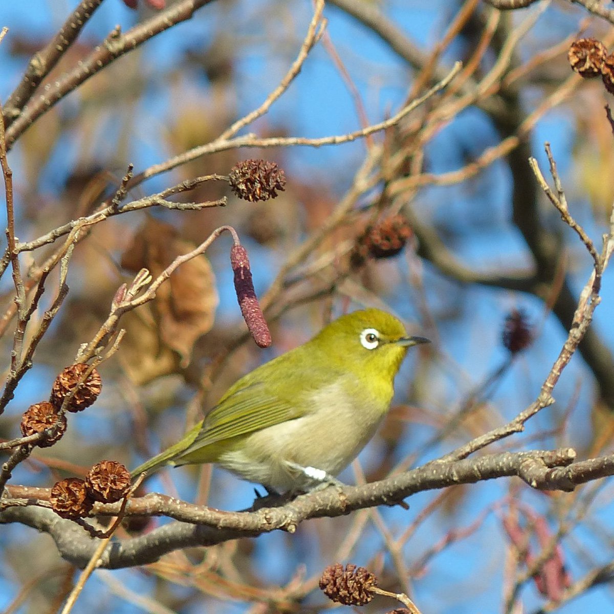 上野動物園 公式 葉っぱがないと目立つけど メジロ 野鳥 落葉樹