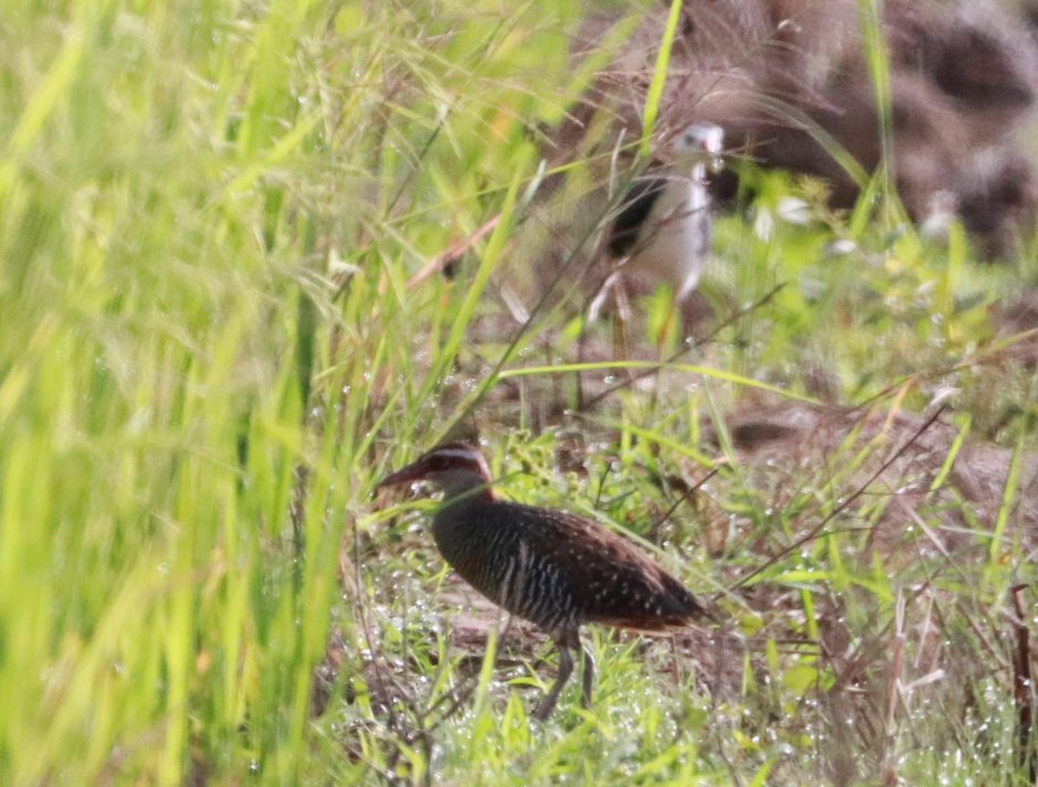 chellogimbad's tweet photo. Buff banded rail was about to hide into the paddy plains, probably thinking I might not see but I was quick enough to snap a photo. 
#birdinginmyhometown #birds #birdphotography #Sabah #Borneo #tempasukplains #kotabelud https://t.co/UhNOtbvBdp