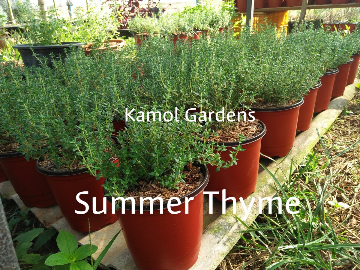 Kamol_bank's tweet photo. #ซัมเมอร์ไทม์ #summerthyme
ช่วงนี้ดีงามมาก หอมสุด นิยมสุด
ราคา 65 บาท
สนใจ inbox หรือ Line ID : bank365coffee
#สวนกมล #สวนกมลออแกนิคฟาร์ม #kamolgardens #suankamolorganicfarm #ขายต้นไม้ออนไลน์ #สมุนไพรฝรั่ง #พืชเมืองหนาว #herbs #herbsgarden #จัดสวน #thyme https://t.co/eAbYrNX0Z6