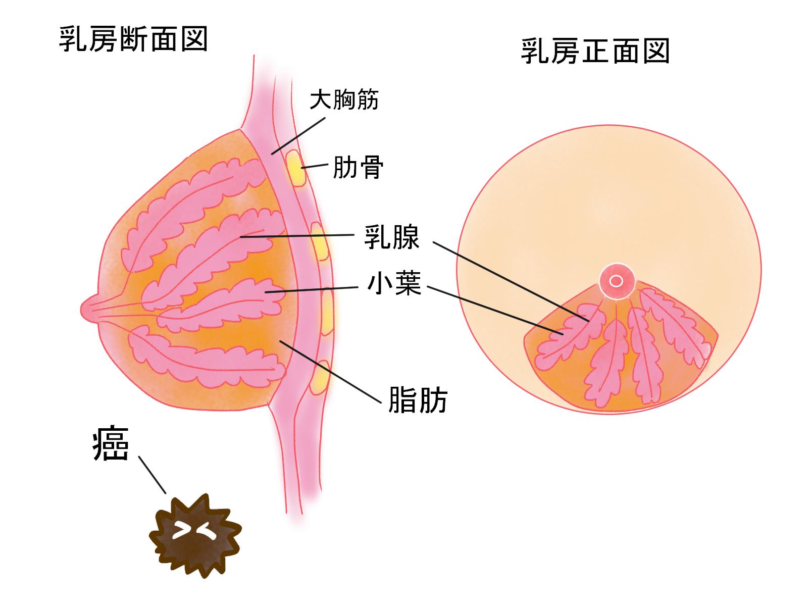 تويتر 愛ちん ゆめみ愛 على تويتر 今日はこれから区の乳がん検診でマンモグラフィーを受けてきます 初体験でドキドキです 絵は イラストacさんに投稿の乳癌検診関係の絵です T Co Ec6m3zncdf