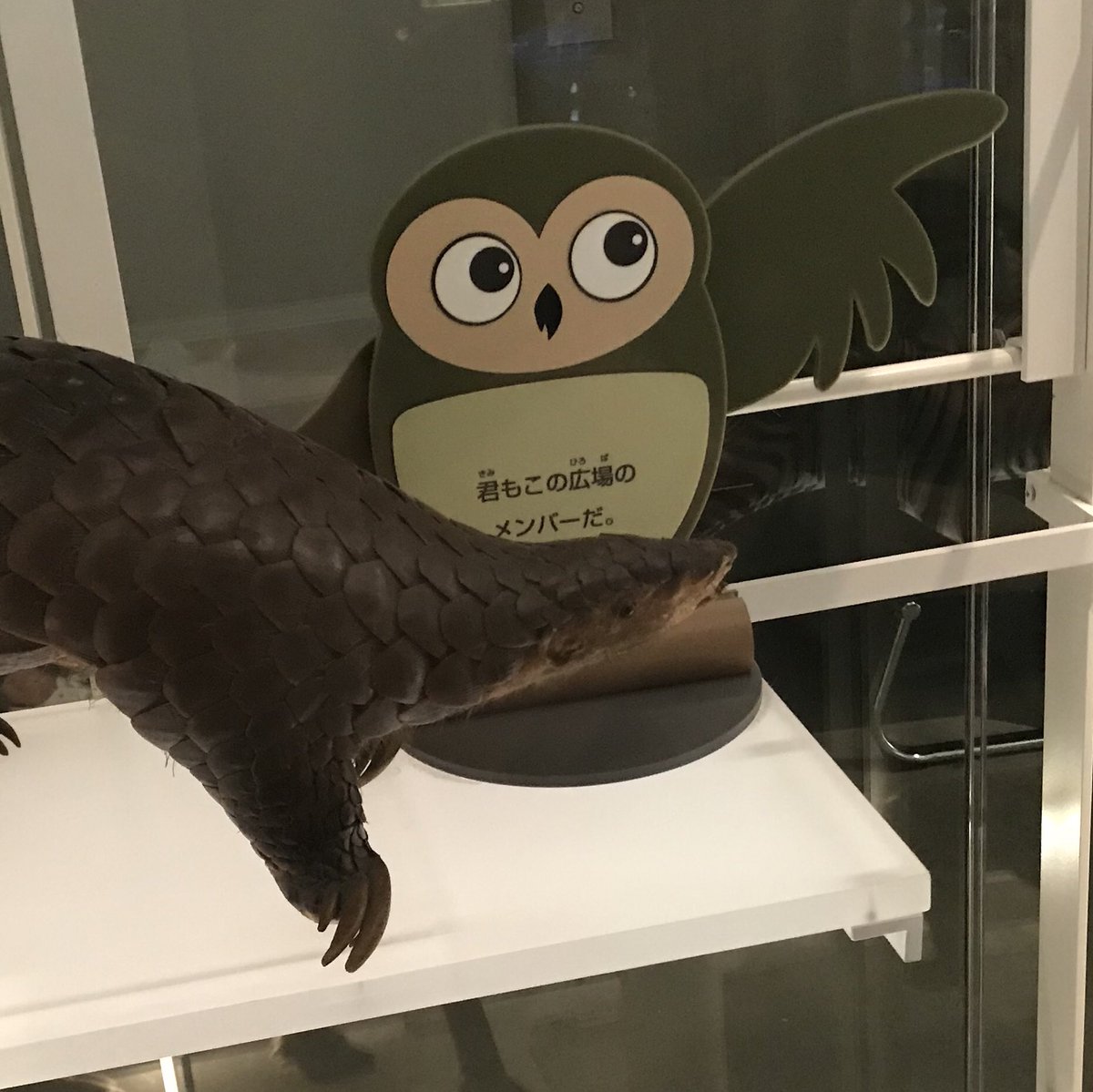 フクロウの剥製 Yahoo!オークション -「剥製 フクロウ」の落札相場・落札価格