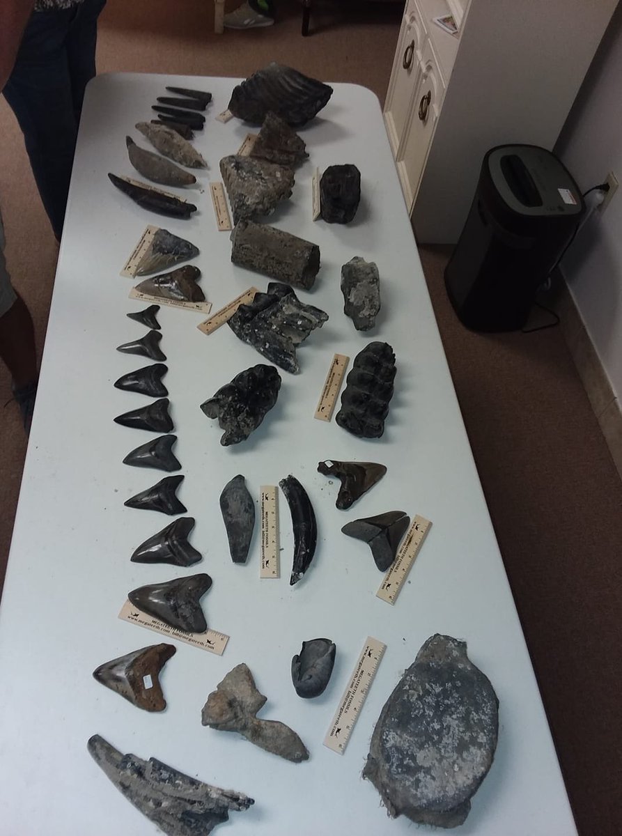 megateethfossil's tweet photo. Enjoyed sharing this fossil variety last night with a FL fossil club. #megalodon #megateeth #shark #tooth #teeth #sharktooth #sharkteeth #dive #diver #diving #collector #collection #collecting #fossil #prehistory #florida #fossilclub #floridafossilclub https://t.co/FegwDRwPFp