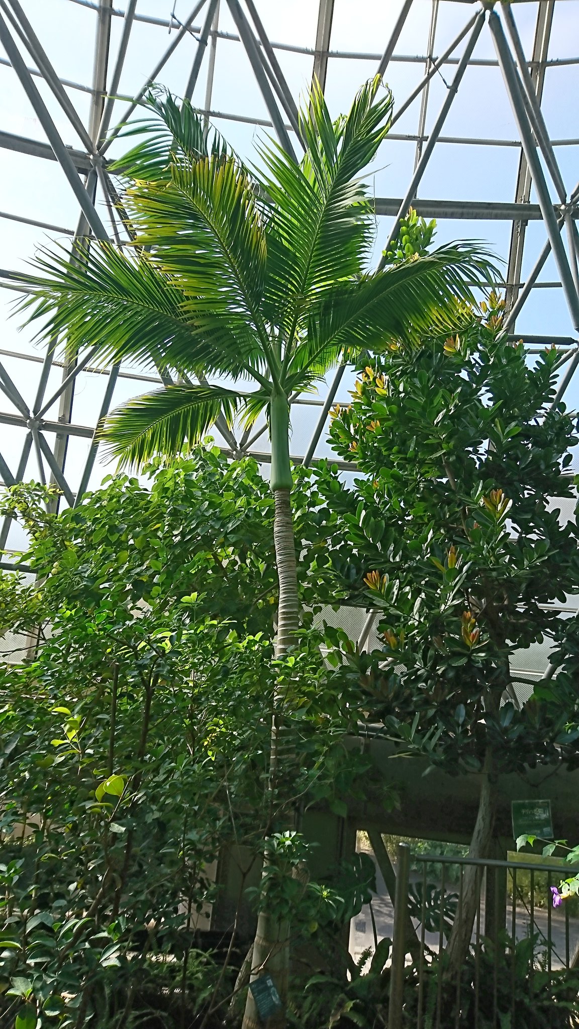 たわし集め Tawashi Atsume 休止中 Dmくだされば反応します 多分 Clinostigma Savoryanum ノヤシ 小笠原諸島固有のヤシ 新芽がキャベツのような食感と味で美味だったらしく 第二次大戦で食料になった結果減少してしまったらしい 食べてみたい気持ちも