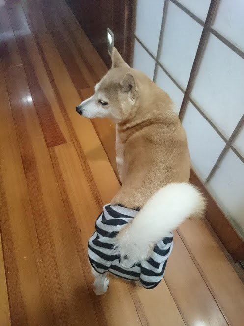 緑内障 闘病中 柴犬 一五 いちご A Twitter 犬のヒートパンツ 人間用をリメイクして便利なヒートパンツを作ってみよう 犬服 リメイク 手作り ヒートパンツ おむつカバー T Co Vfkocflrv5