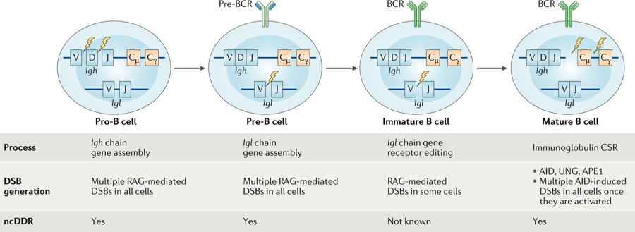 mmw_lmw's tweet photo. At the intersection of #DNA_Damage and #Immune_Responses | B cell development | Barry Sleckman @WeillCornell @NatRevImmunol https://t.co/wswBGnIRjz https://t.co/40IFEH6kUT