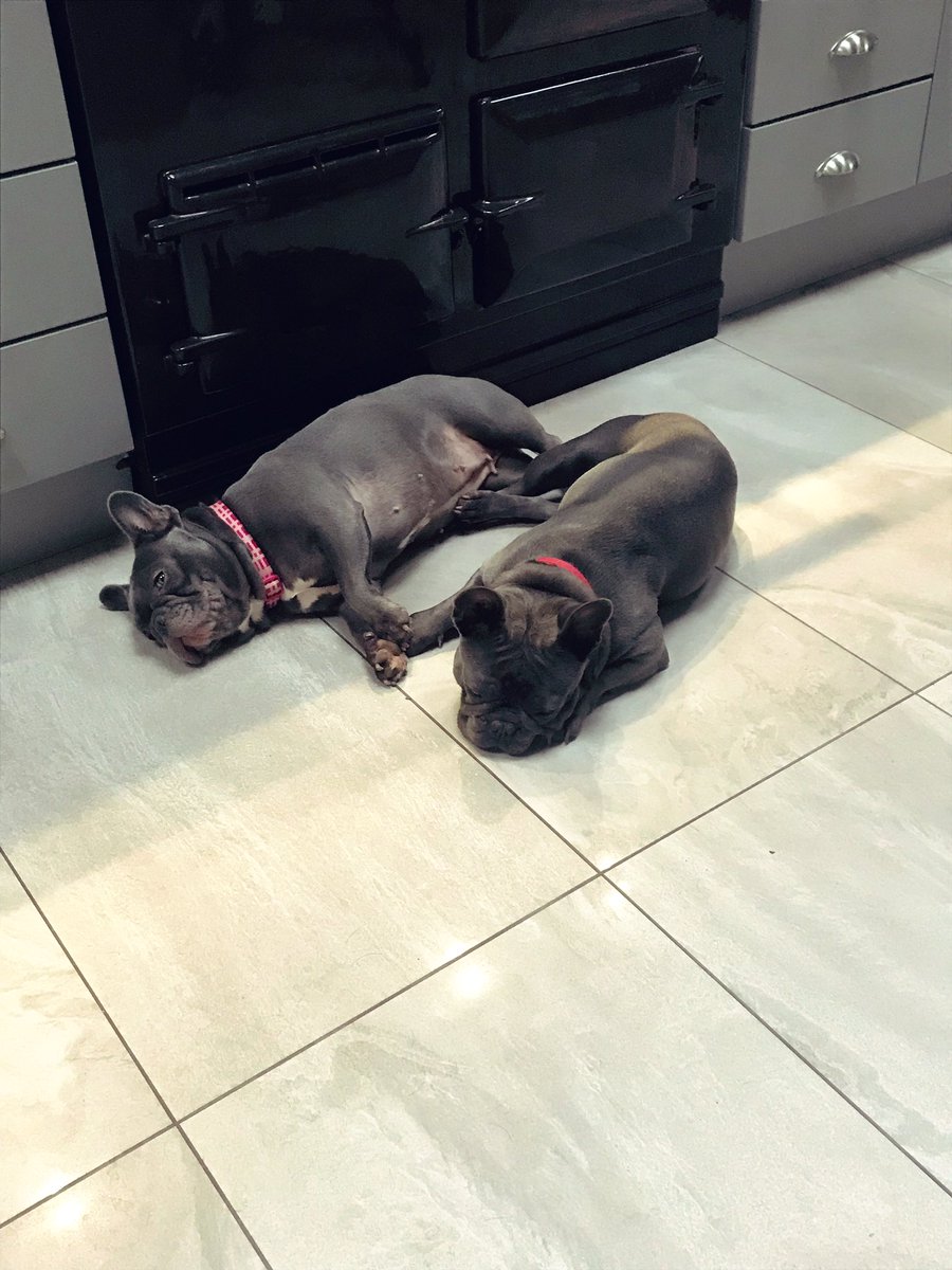 ChelsieGash's tweet photo. Can’t wait to cuddle these two 🐶🐶🐶🐶🐶 https://t.co/tYvTfOGibT