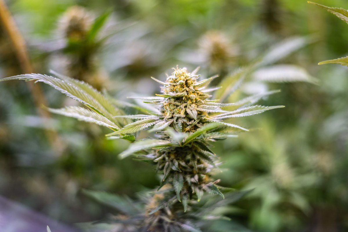 LaderaFarmsWa's tweet photo. Orange Creamsicle🍦🧡
Get creative with this amazing, fueling hybrid strain, a cross between Orange Crush and Juicy Fruit! The pungent citrus aroma is enough to make your mouth water💦🍊
.
.
#laderafarms #i502 #cannabis #cannabiscommunity #washington #orangecreamsicle #strain https://t.co/kYTZP1Drh3