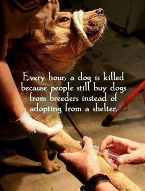 loverofalllife's tweet image. When 2.7 million #dogs &amp;amp; #cats are #euthanized EVERY year, WE NEED TO DO BETTER, We need to try harder!! 🐶💔

 #SaveALife #adoptdontshop