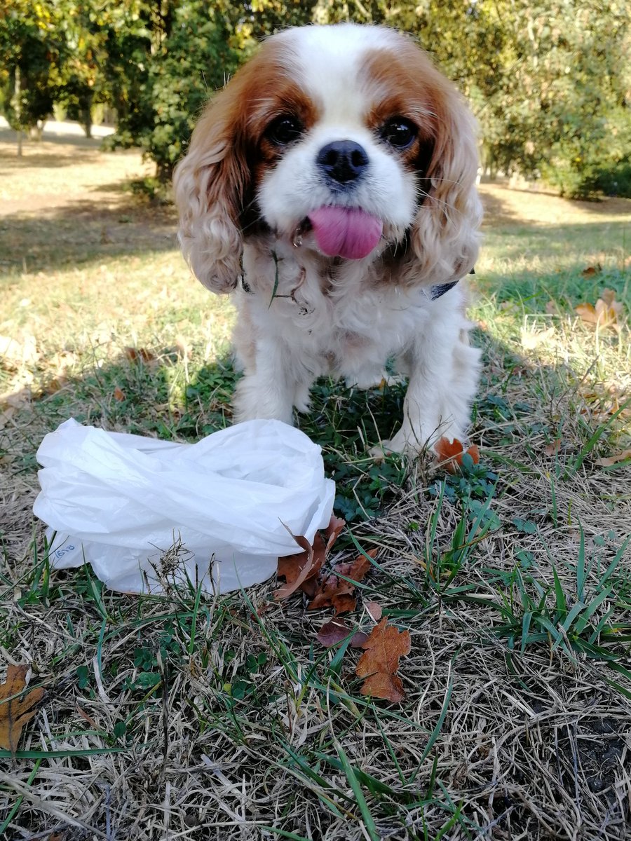 As you may have noticed, because of the morphology of my jaw, I could easily play at a tongueouteveryday game 😜 but let's play today at the #TongueOutTuesday game #cavpack