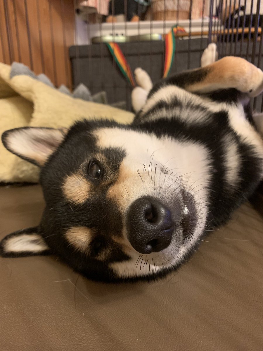 Xxmie Disneyxx 1 スヤスヤ Zzzzzz 2 おっと 白目が Oh I Rolled My Eyes Back 3 見たな You Saw Me 犬 しば しばいぬ 柴犬 黒柴 Dog Shiba Shibainu Shibadog Shibastagram Blackshiba Kuroshiba Shibagram Xxmie Disneyxx 1 スヤスヤ Zzzzzz 2 おっと 白目が Oh I Rolled My Eyes Back 3 見たな You Saw Me 犬 しば しばいぬ 柴犬 黒柴 Dog Shiba Shibainu Shibadog Shibastagram Blackshiba Kuroshiba Shibagram