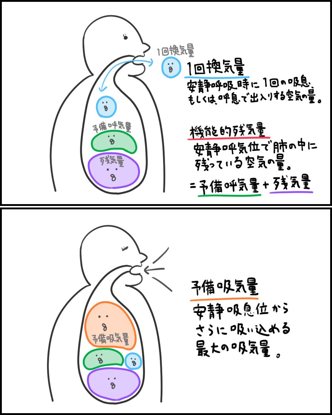 ゴロ 解剖生理イラスト On Twitter イラストで分かった 肺気量 ぷよぷよしている時に閃いた 1回換気量 肺活量 予備吸気量 予備呼気量 残気量などが よく分からない人へ Https T Co Yborutyqlv Twitter
