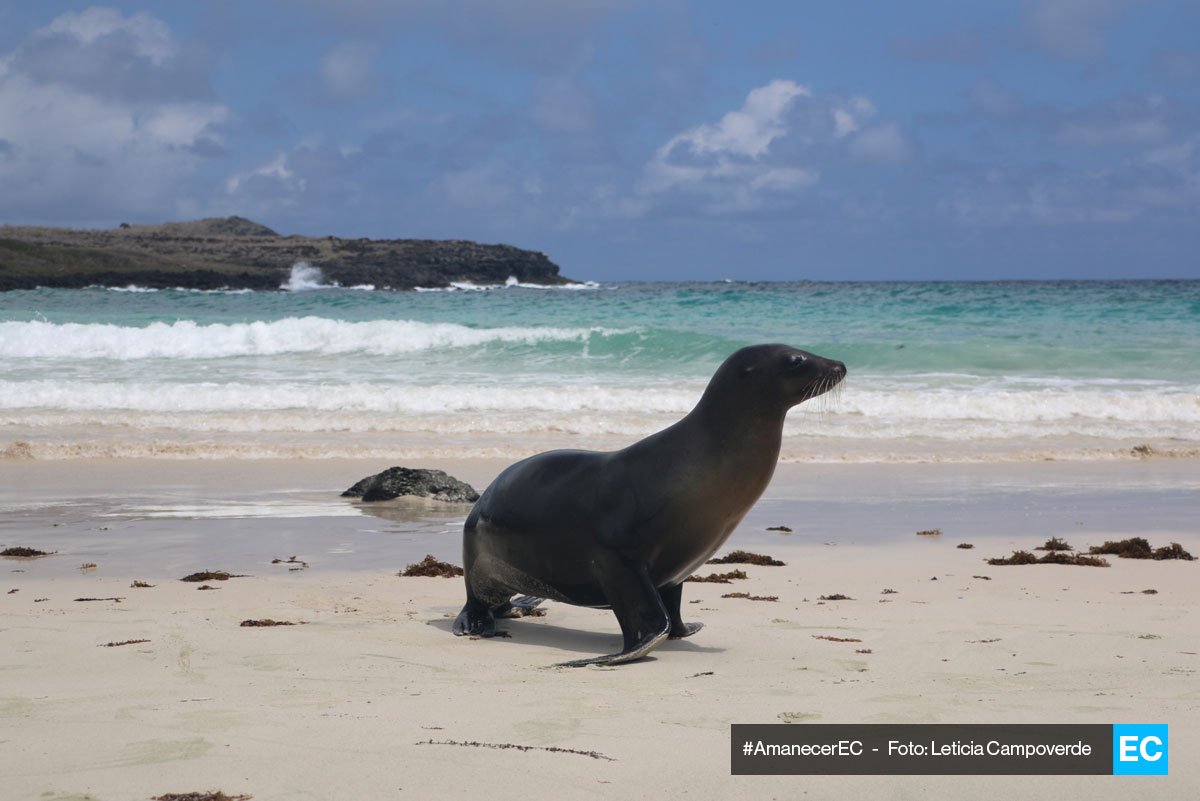 El Comercio (@elcomerciocom) on Twitter photo ¡Un excelente martes! Aquí empezamos la jornada informativa. En el #AmanecerEC de hoy apreciamos una postal de Puerto Chino, en Galápagos.
¿Ya enviaste la foto de tu amanecer? La recibimos en cm@elcomercio.com ¡Un excelente martes! Aquí empezamos la jornada informativa. En el #AmanecerEC de hoy apreciamos una postal de Puerto Chino, en Galápagos.
¿Ya enviaste la foto de tu amanecer? La recibimos en cm@elcomercio.com