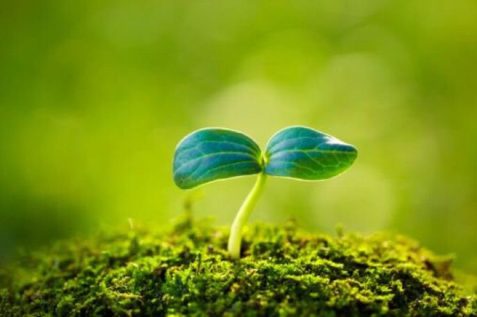 The tiny seed knew that in order to grow, it needed to be dropped in dirt, covered in darkness, struggle to reach the light

— Sandra Kring