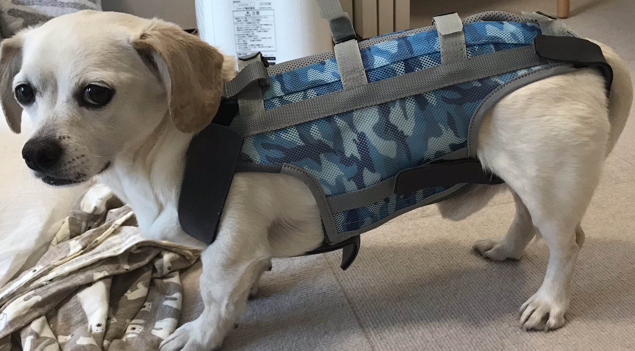 توییتر 桜庭一樹 در توییتر ヘルニア予防のため犬コルセットを買いました が 装着すると１ミリも動かず T Co 8ljy1m18fn