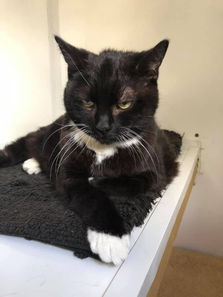At 17, Elmo is independent and happiest being left alone to do her own thing. She does enjoy gentle head strokes on her own terms. We’re looking for an understanding adopter willing to open their home and heart to her. She‘ll need to be the only pet in a settled, adult only home.