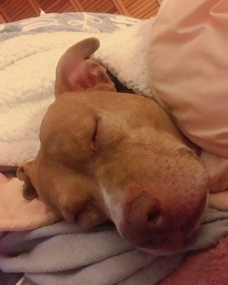 LRB1114's tweet photo. This is #love. π #Colbie #ColbieJacque
Monday night #snuggles ππ¨#snugglebuggle #puppers #ilovemypup #happiness #prettyprincess #myπΆπ #pittie #pitbull #pitbullsoftwitter #showusyourpits #pitbullsarelove π https://t.co/odMU6rCfrP