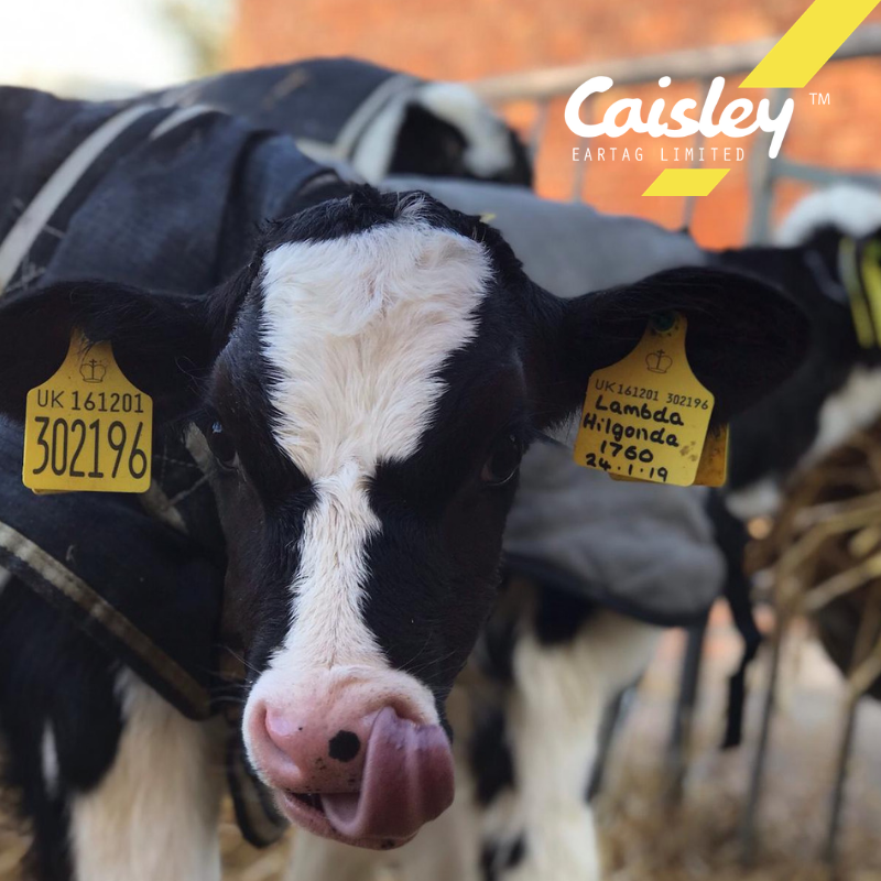 CaisleyTags's tweet photo. Good Morning! This little calf has #TongueOutTuesday sorted. Hilgonda is modelling some fabulous Flexoplus® Geno Tags - this style have space to write management details. https://t.co/mpzk4uxsRL #CaisleyTags #BVDFree #Flexoplus #TeamDairy
📷 Credit: Seaton Farms, Cheshire https://t.co/ioQtARPmSC