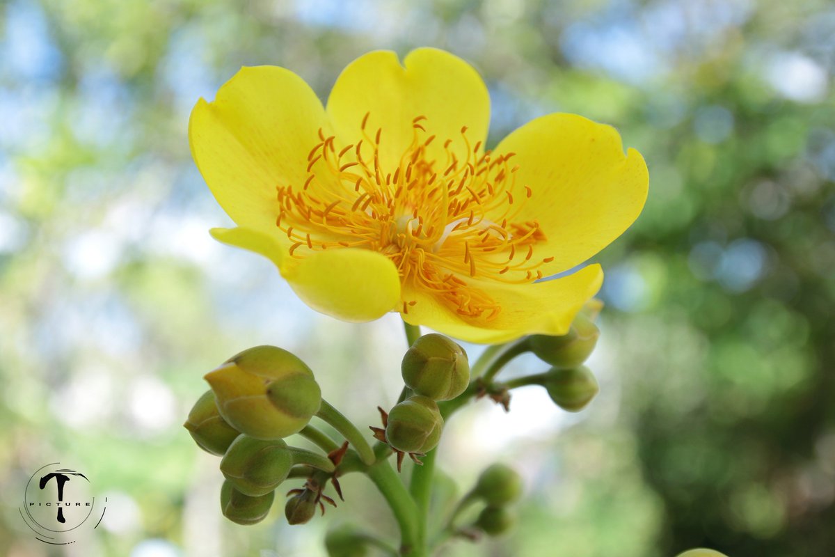 Mai Hoa đăng