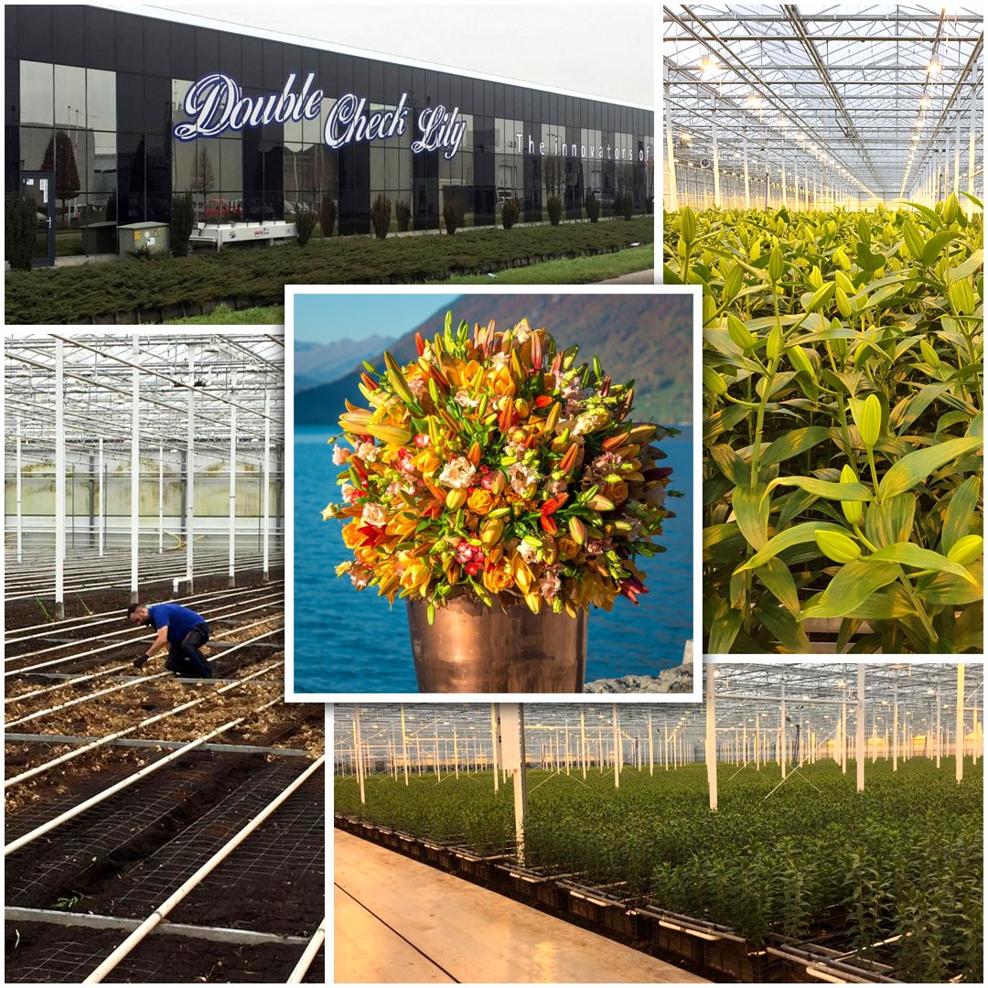 VanVLIETgroup's tweet image. We dropped by one of the suppliers for our Mother's Day Specials: Double Check Lily! They grow over 20 million stems every year, among which are the Mother's Day Specials lilies Brindisi and Fenice Pink. Find them on our Webshop or ask your salesperson! #Lilium #flowerstagram
