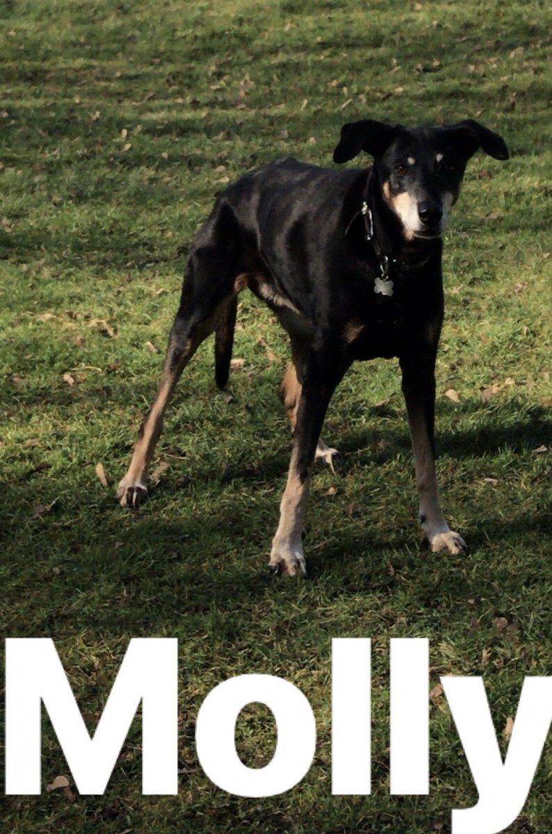 Premier Pet Butler tweet media