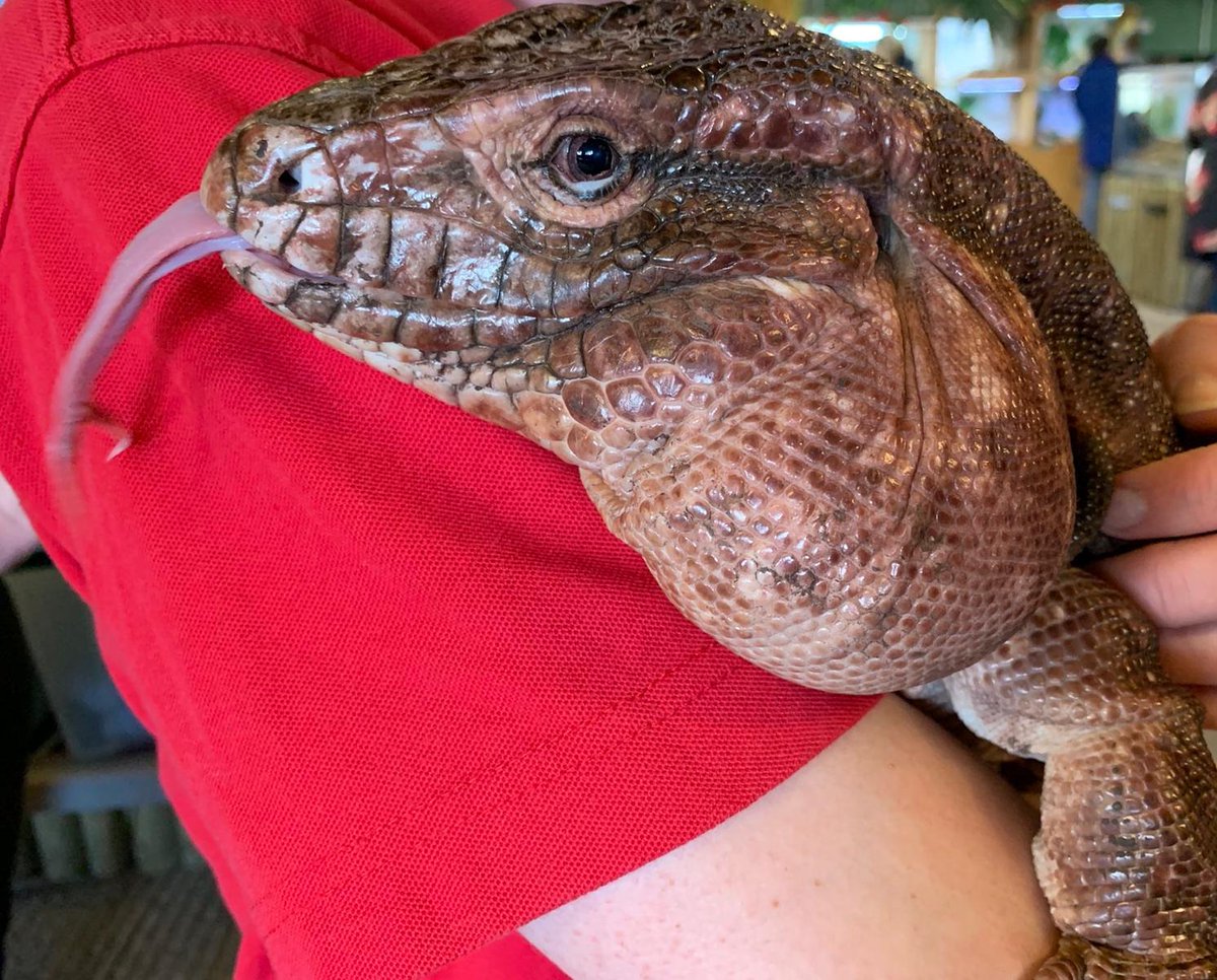 All our animals are ready to meet you <a href="/HattonWorld/">Hatton Country World</a> #halfterm