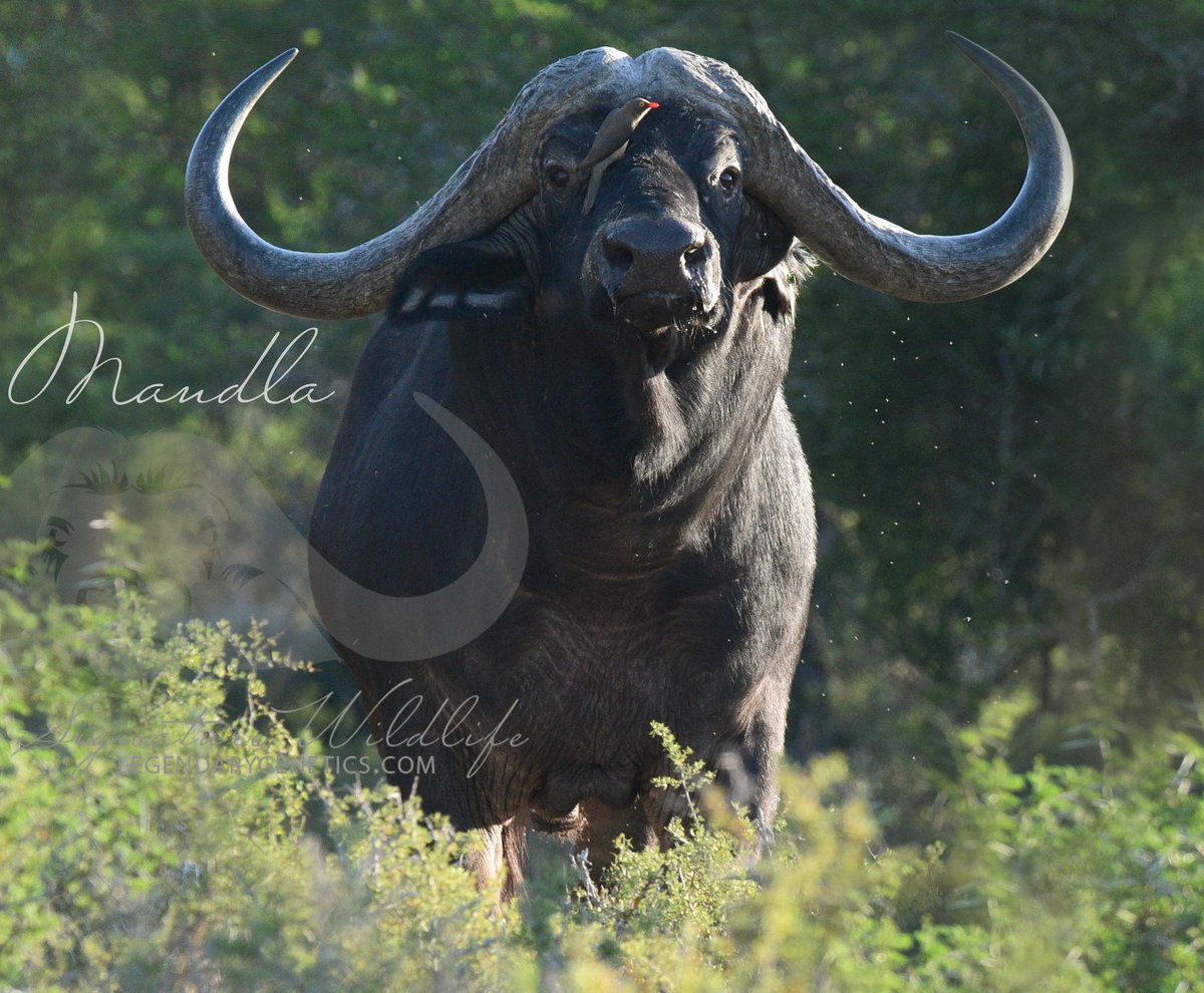 SignatureWild's tweet image. Kwandwe Signature Wildlife are offering GENETICS from these 3 buffalo bulls at the @signaturewild_legendary auction this year 30 March 2019 at Kwandwe Private Game Reserve. First time genetics of Mandla 50 5/8" and first ever genetics of Mkhulu who measured 51" at only 5.5 years!