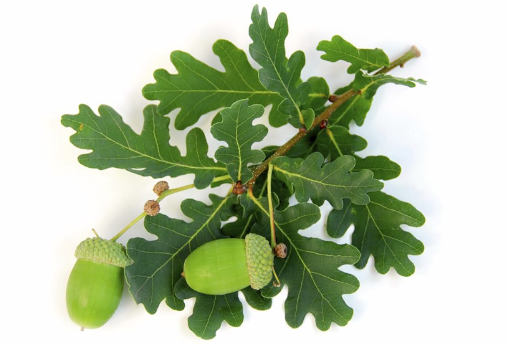 PresTreeServ's tweet image. Research shows that more than 500 moth and butterfly species are supported by the oak tree alone. Read why #oaks are loved by people &amp;amp; wildlife alike: ow.ly/HacY30nGMh2 #treeblog