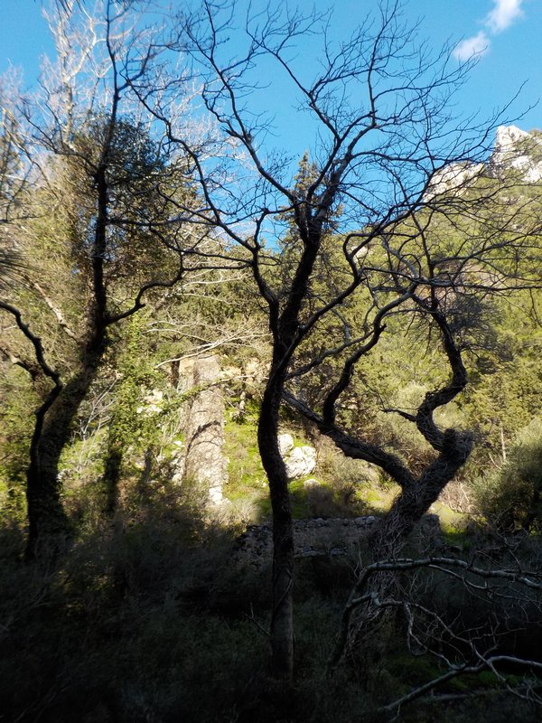 cretenaturalist's tweet photo. @AboutHeraklion Nature for artists, foraging for bean sprouts and the art of pooting: #CreteNature blog  https://t.co/8DQV2OC4Jq https://t.co/BGmKu2VzzH