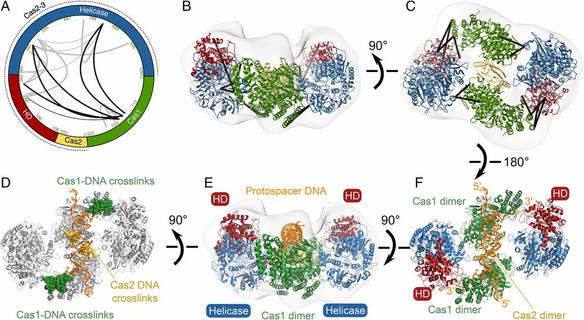 xlinkx_pd's tweet photo. Exciting to see results from the PNAS together with @PeterFineran being leveraged in new studies on CRISPR by @doudna_lab -> https://t.co/srxEyUmbjI !
Our paper: https://t.co/twpS3gWLdl
#XlinkX #XLMS #CXMS https://t.co/9L9h7MzuFt