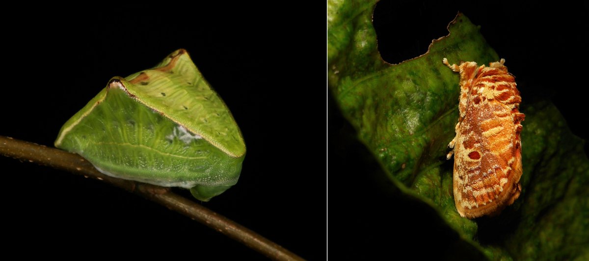  #METAMORPHOSIS - Cup  #Moth (Demonarosa rufotessellata, Limacodidae) https://flic.kr/p/SEyFPA  #insect  #China  #Yunnan  #entomology  #Lepidoptera  #itchydogimages