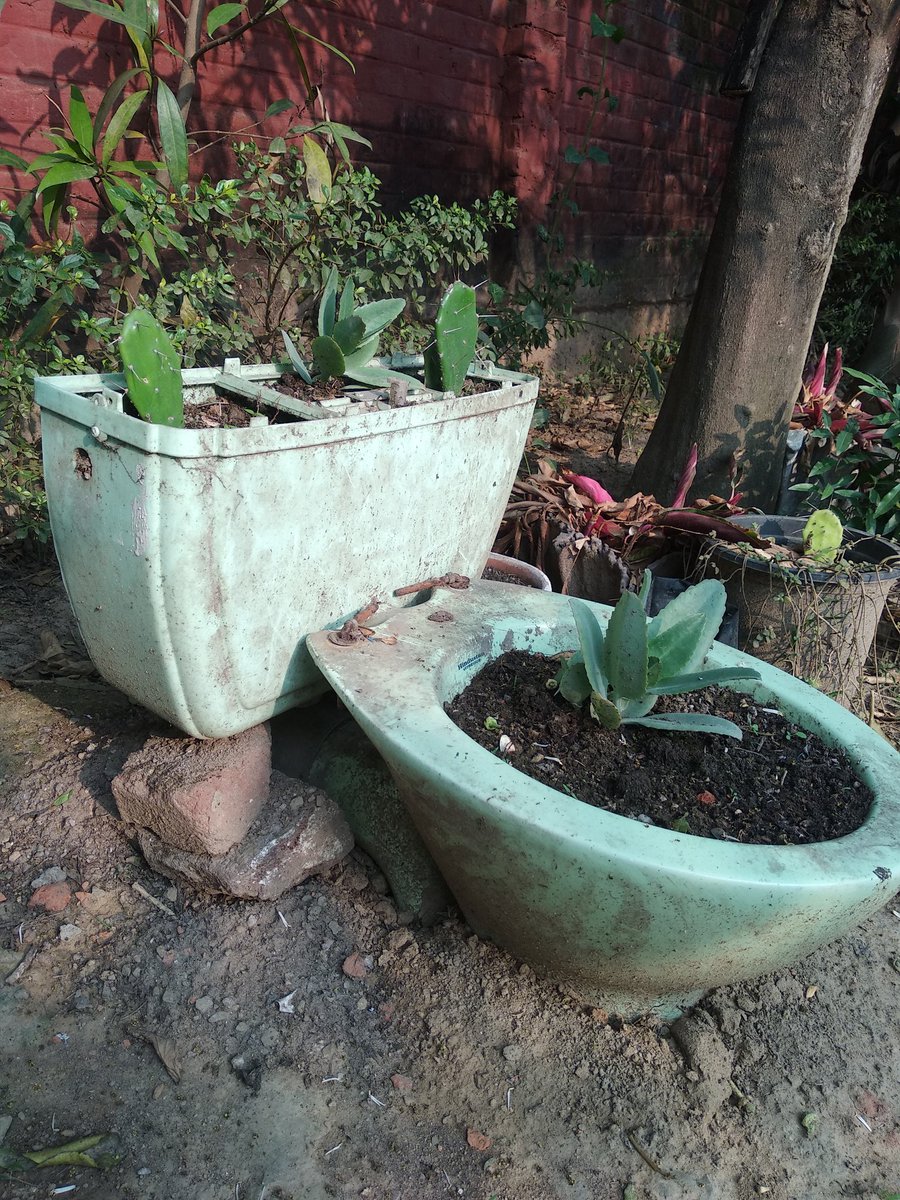 dimapurtoday's tweet photo. The past cannot be changed. The future is yet in your power.
#unknown #aiers #garden #flowers #plants #creativity  #motivation https://t.co/bQrgzr2DLi