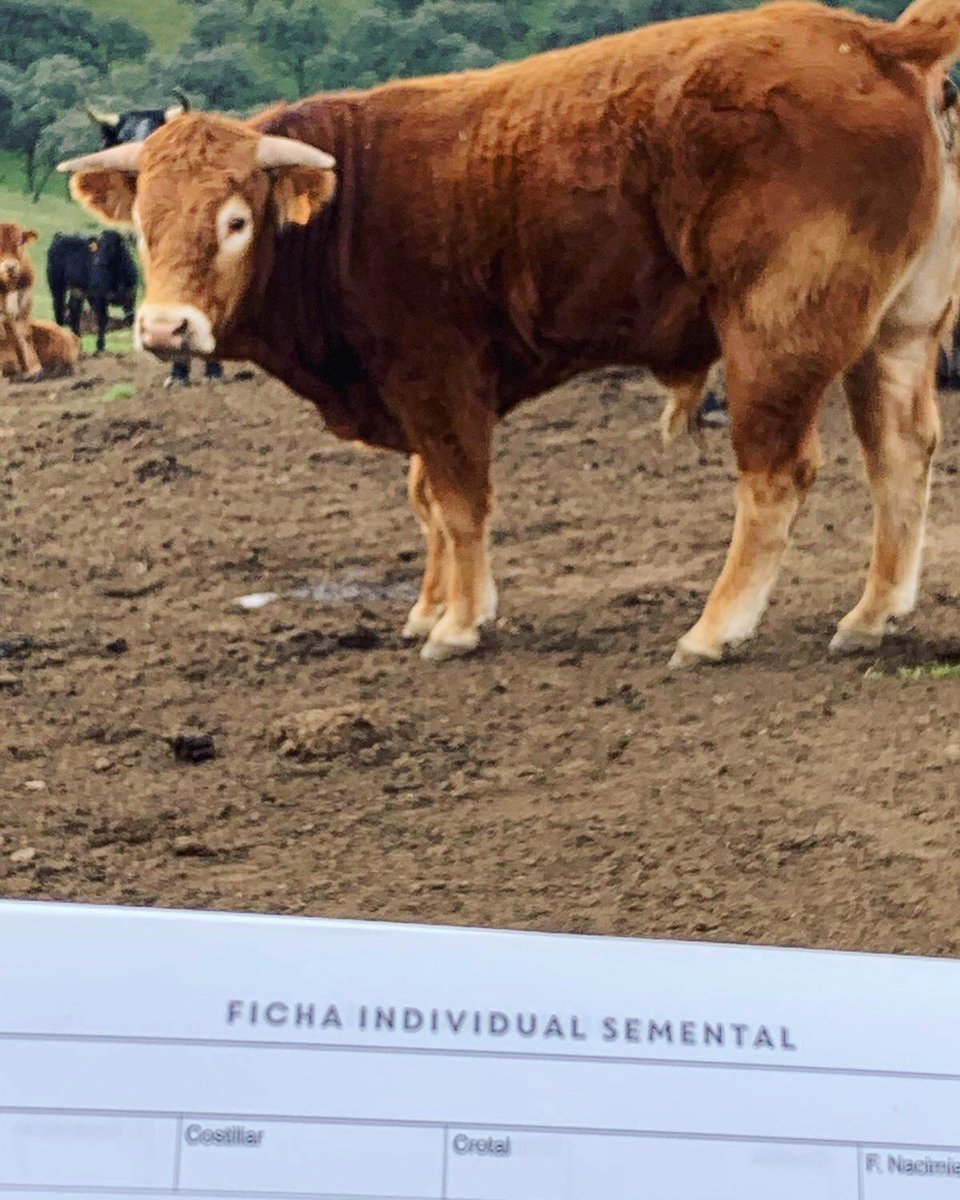 Llevar un registro detallado de los sementales es importante para la producción y reproducción.
camporal.com/producto/lista…