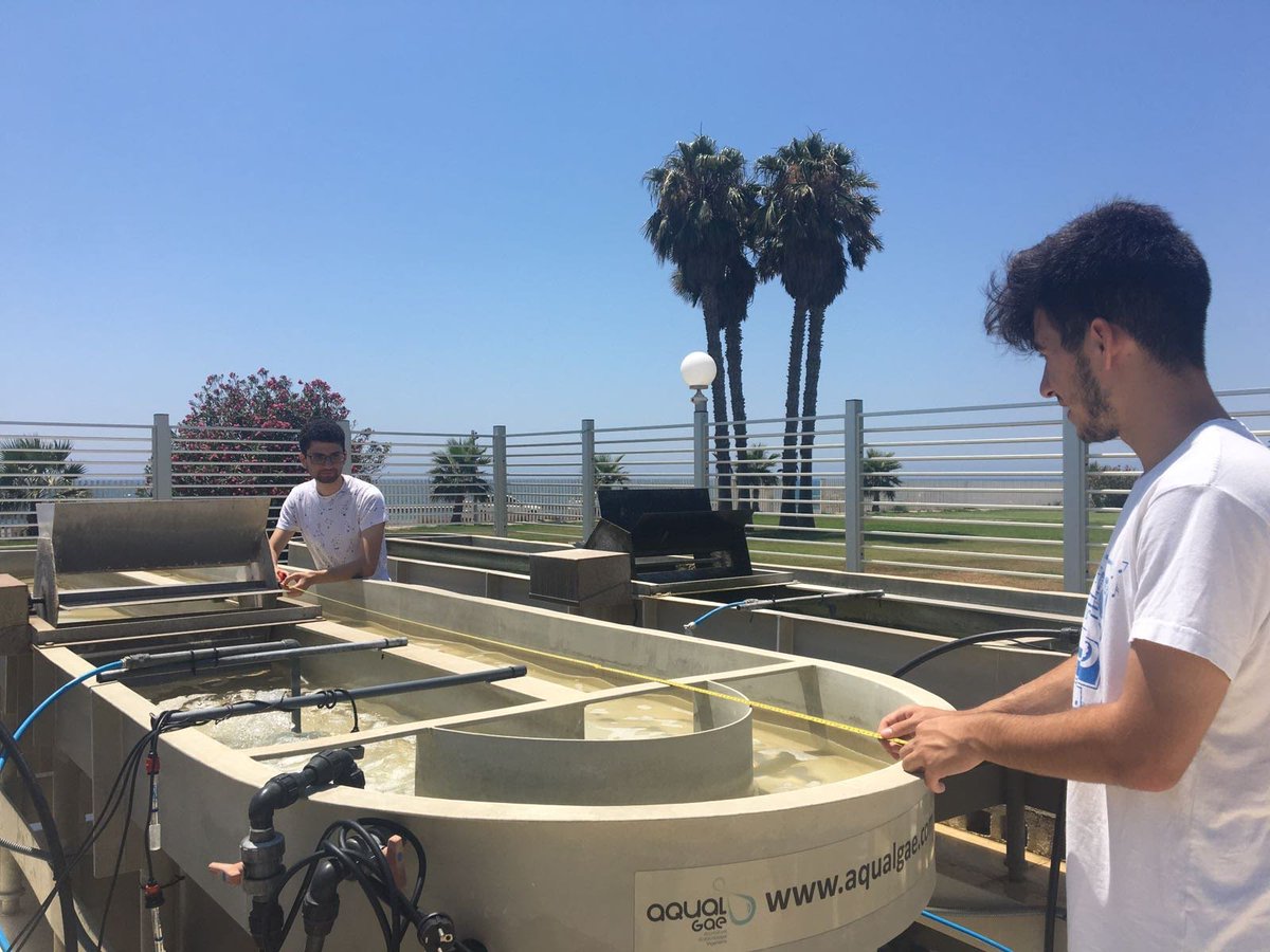 Biotecnología de microalgas marinas BIO-173 tweet media