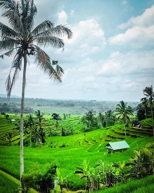 gary_eley's tweet photo. Jatiluwih Rice Fields - Bali .
.
.
.
#Introtravel #introtravelbali #instatravel #igtravel #goingtravelling #travelasia #globetravel #backpackers #adventuretravel #lovetotravel #travelgram #bucketlist #wanderlust #solotravel #epicdestinations #bali #untit… https://t.co/0HjbxdVGcD https://t.co/em43GXPRHv